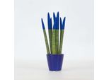 Sansevieria Cylindrica – Sansevieria Cylindrica – Altezza 20-40 Cm – Ø 9 Cm – Pianta Da Appartamento Purificatrice Dell'aria E Di Facile Manutenzione – Pianta Grassa Dal Design Moderno Per Il Soggiorno E L'ufficio