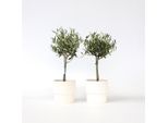 Olivo – 2 Piante – Olea Europaea – Altezza 50–60 Cm – Ø 14 Cm – Pianta Mediterranea Sempreverde Con Fogliame Argenteo – Ideale Per Balconi, Terrazze E Giardini – Facile Da Curare E Resistente Al Freddo