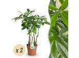 Pachira Aquatica A Più Fusti – Due Alberi Della Fortuna Facili Da Curare – 17 Cm – Altezza 50-55 Cm – Verde – Piante Tropicali Da Interno – Piante Che Purificano L'aria