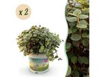Callisia Repens Rampicante – Set Di 2 Piante – Ø12 Cm, Altezza 17-20 Cm – Pianta Da Appartamento Verde Rampicante – Adatta Agli Animali Domestici E Facile Da Curare