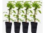 Piante Di Lamponi – 4 Piante – Rubus Idaeus 'Malling Promise' – Altezza 50–60 Cm – Ø 15 Cm – Lamponi Estivi Autoimpollinanti – Frutti Ricchi Di Vitamine – Resistenti Al Freddo E Produttivi Per Giardini E Terrazze