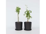Piantina Di Lampone Rubus Idaeus Malling Promise – 2 Piante – Altezza 50-60 Cm – Ø 15 Cm – Lampone Estivo Autoimpollinante Con Frutti Grandi E Aromatici – Pianta Da Bacche Resistente All'inverno Per Giardino E Terrazza
