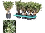 Polyscias Hawaiiana Ming Gold - Pianta D'appartamento Bonsai Alta Circa 40 Cm - Ø 14 Cm - Elegante Pianta Dal Fogliame Ornamentale Finemente Ramificato Per Soggiorni, Uffici E Interni - Facile Da Curare E Decorativa