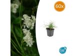 Luzula Nivea Bianca Come La Neve – ↕10-25 Cm – Ø9 Cm – 60 Piante – Sempreverde E Resistente Al Freddo – Coprisuolo Per Zone Ombreggiate