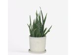 Aloe Vera – Aloe Barbadensis – Altezza 25–40 Cm – Ø 10,5 Cm – Pianta Succulenta E Da Appartamento Di Facile Manutenzione – Pianta Medicinale Robusta Per Davanzali, Soggiorni E Uffici