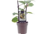 Kiwi Actinidia Jenny – Autoimpollinante – Ø15 Cm – Altezza Circa 40 Cm – Pianta Rampicante Resistente Al Freddo Per Giardino, Terrazza E Vaso – Frutti Aromatici Coltivati In Proprio