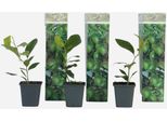 Albero Di Limoni – 3 Piante – Citrus Limon – Altezza 25–40 Cm – Ø 9 Cm – Profumati Agrumi Mediterranei – Ideali Per Balconi, Terrazze E Giardini – Facili Da Curare E Fruttiferi