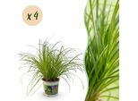 Cyperus Alternifolius Zumula – Set Di 4 Piante – Ø12 Cm, Altezza 28-30 Cm – Erba Gatta Con Foglie A Forma Di Ventaglio – Pianta Da Appartamento Adatta Agli Animali Domestici