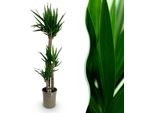 Yucca Elephantipes – 170 Cm – 27 Cm – Yucca Facile Da Curare E Robusta Con Foglie Lunghe E Strette – Pianta Da Appartamento Di Grandi Dimensioni Per Ambienti Abitativi E Di Lavoro Moderni