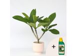 Palma Delle Hawaii + Fertilizzante – Plumeria Rubra – Albero Del Tempio – Altezza 45–55 Cm – Ø 17 Cm – Pianta Profumata Di Frangipani – Pianta Tropicale Da Appartamento Con 500 Ml Di Fertilizzante Liquido Pokon
