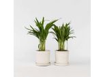 Palma Da Frutto Dorata – 2 Piante – Dypsis Lutescens – Altezza 30–45 Cm – Ø 12 Cm – Palme Areca Che Purificano L'aria – Piante Da Appartamento Facili Da Curare – Verde Tropicale Per Soggiorno, Ufficio E Camera Da Letto