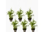 Bambù Fargesia Nitida Black Dragon – 6 Piante – Altezza 25-40 Cm – Ø 14 Cm – Bambù Da Giardino Resistente Al Freddo, Non Invasivo, Con Culmi Neri – Ideale Per Siepi, Schermi Protettivi E Vasi