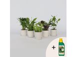 Piante Da Appartamento Che Purificano L'aria – 5 Piante – Altezza 25–40 Cm – Ø 12 Cm – Piante Verdi Per La Casa E L'ufficio – Riducono La Co₂ E Regolano L'umidità – Incl. 500 Ml Di Fertilizzante Liquido Pokon