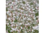 Gaura Lindheimeri Candela Splendida – 48 Piante – Ø9Cm – Altezza 10-25Cm – Fioritura Estiva Con Lunga Durata – Piante Perenni Resistenti Al Freddo Per Aiuole, Giardini Di Prateria E Vasi