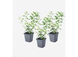 Arbusto Di Genziana Lycianthes Rantonnetii – 3 Piante – Altezza 25–40 Cm – Ø 9 Cm – Arbusto Ornamentale Fiorito Con Fiori Viola-Blu – Per Giardino, Terrazza E Balcone – Pianta Da Vaso Di Facile Manutenzione