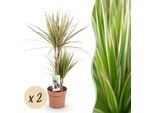 Dracaena Marginata Bicolor – 2 Alberi Del Drago Facili Da Curare – 17 Cm – Altezza 70-75 Cm – Piante Da Interno Verde-Marroni – Eleganti Piante Purificatrici Dell'aria