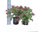 Polygala – Ø19 Cm – Altezza Circa 45 Cm – Pianta Mediterranea Con Fiori Viola – Pianta Ornamentale Per Terrazze, Balconi E Giardini D'inverno