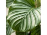 Calathea Orbifolia – Ø21 Cm – Altezza 60-70 Cm – Elegante Pianta Da Appartamento Con Foglie Verde Argento – Facile Da Curare E Purificatrice Dell'aria