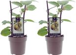 Kiwi Actinidia Jenny – Autoimpollinante – Ø15 Cm – Altezza Circa 40 Cm – 2 Piante – Kiwi Resistente Al Freddo Per Giardino, Terrazza E Vaso – Frutti Aromatici Di Produzione Propria