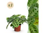 Maranta Fascinator Kerchoveana – 2 Piante – Ø12 Cm, Altezza 30–35 Cm – Pianta Della Preghiera Con Foglie Decorate – Pianta Da Appartamento Adatta Agli Animali Domestici