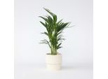Palma Da Frutto Dorata – Dypsis Lutescens – Altezza 60–70 Cm – Ø 17 Cm – Palma Areca Purificatrice Dell'aria – Pianta Da Appartamento Facile Da Curare – Elemento Decorativo Tropicale Per Soggiorno, Ufficio E Giardino D'inverno