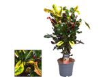 Croton Mammi – Pianta Da Appartamento – Ø17 Cm – ↕60 Cm – Foglie Colorate E Appariscenti – Facile Da Curare E Decorativa