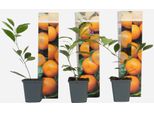 Arancio – 3 Piante – Citrus Mitis Calamondin – Altezza 25–40 Cm – Ø 9 Cm – Mini Alberi Di Agrumi Con Fiori Profumati E Frutti Commestibili – Per Balconi, Terrazze E Interni