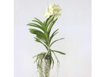 Orchidea Vanda – Vanda 'Tayanee White' – Altezza 45–55 Cm – Orchidea Bianca Esotica – Pianta Da Appartamento Facile Da Curare Con Radici Aeree – Per Soggiorno, Giardino D'inverno E Ufficio