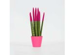 Sansevieria Cylindrica – Sansevieria Cilindrica – Altezza 20-40 Cm – Ø 9 Cm – Pianta Da Appartamento Che Purifica L'aria Con Foglie Dal Colore Vellutato – Pianta Grassa Facile Da Curare Per La Casa E L'ufficio