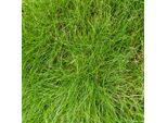 Festuca Gautieri Festuca Ornamentale – 48 Piante – Ø9Cm – Altezza 10-25Cm – Erba Ornamentale Sempreverde – Facile Da Curare E Resistente Alla Siccità – Per Aiuole, Giardini Rocciosi E Coprisuolo