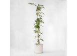 Rampicante A Tromba – Campsis Radicans 'Flava' – Altezza 110–120 Cm – Ø 17 Cm – Pianta Rampicante Resistente All'inverno Con Fiori Gialli A Tromba – Pianta Rampicante A Crescita Rapida Per Giardini, Muri E Recinzioni