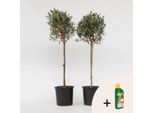 Olivo – 2 Piante – Olea Europaea – Altezza 90–100 Cm – Ø 21 Cm – Autentico Olivo Mediterraneo – Pianta Sempreverde Da Giardino E Terrazzo – Concime Incluso