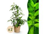 Dracaena Surculosa – Due Piante Robuste In Un Cesto Decorativo – 17 Cm – Altezza 60-70 Cm – Dracaena Facile Da Curare Per Interni – Pianta Verde Che Purifica L'aria