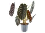 Alocasia Red Secret – Pianta Da Appartamento – Ø14 Cm – ↕35 Cm – Pianta Ornamentale Esotica Con Foglie Rosso Metallizzato – Rarità Tropicale Per Interni