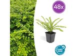 Lonicera Nitida 'MaigrüN' – 48 Piante – Pianta Tappezzante Sempreverde E Da Siepe – Facile Da Curare E Tollerante Alla Potatura – Ø9 Cm – ↕10–25 Cm