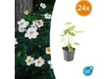 Anemone Hyb. 'Honorine Jobert' – 24 Piante – ↕10-25 Cm – Ø9 Cm – Anemone Autunnale – Fiori Bianchi – Sole E Mezz'ombra – Facile Da Curare – Aiuole E Fiori Recisi