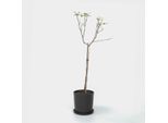Melo Elstar – Malus Domestica 'Elstar' – Altezza 90–100 Cm – Ø 21 Cm – Albero Da Frutto Autofertile Con Mele Dolci E Succose – Resistente Al Freddo E Produttivo – Ideale Per Giardini E Terrazze