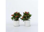 Euphorbia Milii – 2 Piante – Altezza 25–35 Cm – Ø 13 Cm – Pianta Succulenta Fiorita Con Fiori Rosa – Pianta Da Appartamento Facile Da Curare, Adatta A Luoghi Soleggiati E Interni Caldi