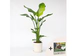 Strelitzia, Fiore Dell'uccello Del Paradiso – Strelitzia Nicolai – Altezza 90–110 Cm – Ø 21 Cm – Pianta Tropicale Da Appartamento Con Grandi Foglie Verdi – Pianta Esotica Simile Alla Banana – Incl. 10 L Di Terriccio Pokon