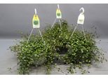 Muehlenbeckia – Pianta Da Appartamento Ø22Cm – Altezza Circa 35Cm – Foglie Decorative Delicate E Crescita Rigogliosa – Facile Da Curare E Versatile – Per Interni Ed Esterni