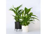 Piante Purificatrici Dell'aria – 2 Piante – Spathiphyllum & Dypsis Lutescens – Altezza 60–75 Cm – Ø 17 Cm – Piante Da Appartamento Per Aria Pulita E Clima Interno Salubre