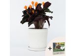 Calathea Crocata 'Tassmania' – Altezza 40-50 Cm – Ø 14 Cm – Pianta Da Appartamento Fiorita Con Fiori Arancioni – "Fiamma Eterna"" – Purificante Dell'aria E Non Tossica – Incl. 10 L Di Terriccio Pokon"