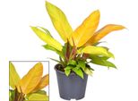 Philodendron Prince Of Orange – Pianta Da Appartamento – Ø14 Cm – ↕35 Cm – Foglie Dai Colori Cangianti Dall'arancione Al Verde – Facile Da Curare E Decorativa