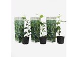 Lime – 3 Piante – Citrus Aurantifolia – Altezza 25–40 Cm – Ø 9 Cm – Piante Agrumate Profumate Con Frutti Commestibili – Pianta Da Vaso Ideale Per Balconi, Terrazze E Appartamenti