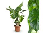 Monstera Deliciosa Pianta Da Appartamento – Pianta Tropicale Di Facile Manutenzione 17 Cm – Altezza Circa 50–55 Cm – Grande Pianta Verde Decorativa Per Soggiorno E Ufficio