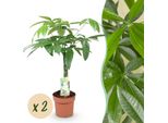 Pachira Aquatica – Tronco Intrecciato – Albero Dei Soldi – 2 Piante – 60–70 Cm – 17 Cm – Pianta Da Appartamento Facile Da Curare Con Foglie Palmate – Elemento Decorativo Armonioso