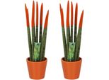 Sansevieria Sansevieria Cilindrica – 2 Piante – Sansevieria Cylindrica – Altezza 20–40 Cm – Ø 9 Cm – Piante Grasse Di Facile Manutenzione Con Punte Colorate – Piante Da Interno Che Purificano L'aria Per La Casa E L'ufficio