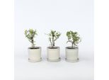 Gelsomino Jasminum Summer Scent – 3 Piante – Altezza 25-40 Cm – Ø 9 Cm – Gelsomino Estivo Profumato Con Fiori A Forma Di Stella – Pianta Rampicante Per Giardino, Terrazza E Balcone