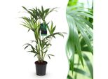 Howea Forsteriana – Palma Kentia – 80–85 Cm – 19 Cm – Palma Da Interno Facile Da Curare Con Eleganti Fronde – Pianta Tropicale Che Purifica L'aria, Ideale Per Interni Eleganti