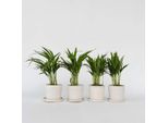 Palma Da Frutto Dorata – 4 Piante – Dypsis Lutescens – Altezza 30–45 Cm – Ø 12 Cm – Piante Da Appartamento Che Purificano L'aria – Facili Da Curare E Tropicali – Per Soggiorno, Ufficio E Giardino D'inverno